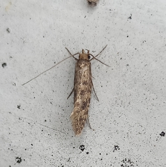 Lindera tessellatella