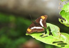 Adelpha serpa