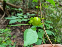 Vangueria macrocalyx