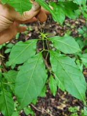 Vangueria macrocalyx