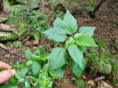 Acalypha glabrata