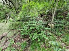 Vangueria macrocalyx