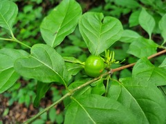 Vangueria macrocalyx