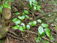 Cassinopsis ilicifolia