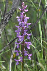 Orchis mascula laxifloriformis