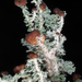 Stereocaulon dactylophyllum - Photo (c) Douglas Goldman, algunos derechos reservados (CC BY-NC), subido por Douglas Goldman