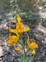 Chloraea alpina