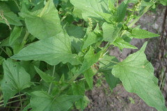 Blitum bonus-henricus