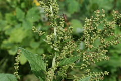 Blitum bonus-henricus