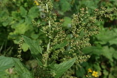 Blitum bonus-henricus