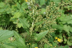 Blitum bonus-henricus