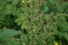 Blitum bonus-henricus