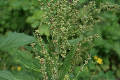 Blitum bonus-henricus