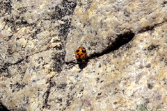 Hippodamia variegata