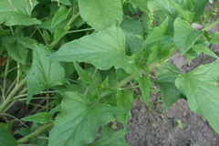 Blitum bonus-henricus