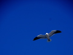 Larus dominicanus