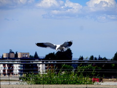 Larus dominicanus