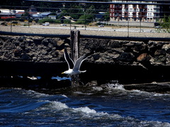 Larus dominicanus
