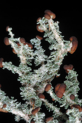 Stereocaulon dactylophyllum
