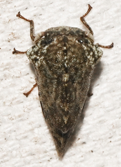 Telamona westcotti