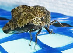 Telamona westcotti