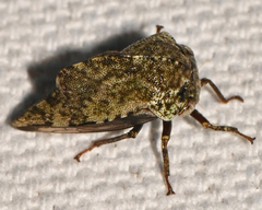 Telamona westcotti