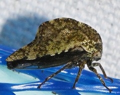 Telamona westcotti