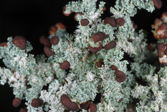 Stereocaulon dactylophyllum