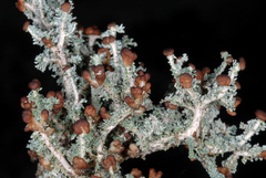 Stereocaulon dactylophyllum