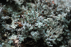 Stereocaulon dactylophyllum