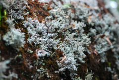 Stereocaulon dactylophyllum