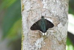 Thorybes virescens