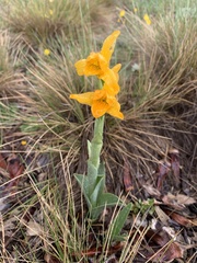 Chloraea alpina