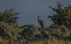 Osphranter robustus robustus