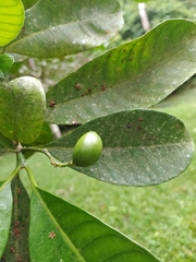 Tabernaemontana amygdalifolia