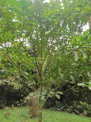Tabernaemontana amygdalifolia