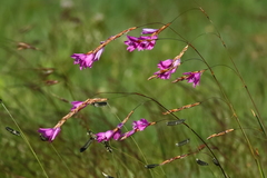Dierama cooperi