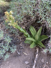 Chloraea cylindrostachya