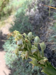 Chloraea cylindrostachya