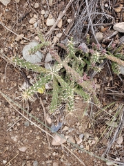 Cylindropuntia whipplei