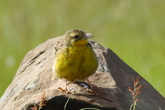 Hemimacronyx chloris