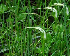 Pterostylis falcata