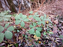 Rubus