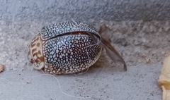 Paropsis omphale