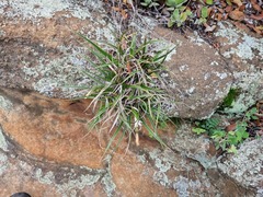 Xerophyta schlechteri