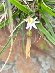 Xerophyta schlechteri