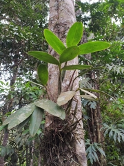 Epidendreae