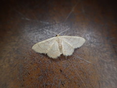 Idaea rufarenaria