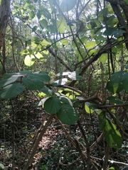 Piscidia carthagenensis