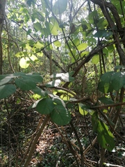 Piscidia carthagenensis